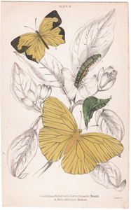 Plate 8

Callidryus Eubule with Cater. & Chrysalis Brazil
Terias Mexicana Mexico